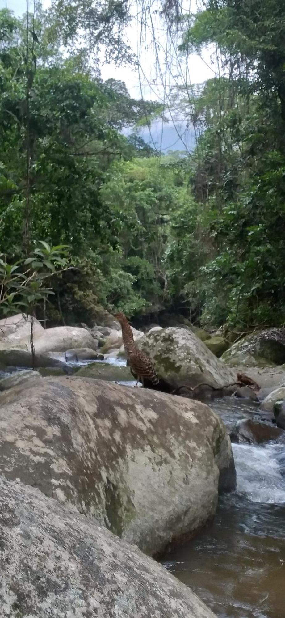 Recanto Da Margo 1, Casa Com Acesso A Cachoeira Парати Екстериор снимка